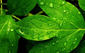 Nature_Plants_Fresh_green_leaves_019089_