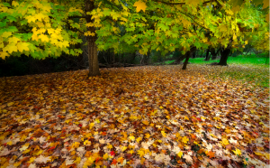 autumn_leaves